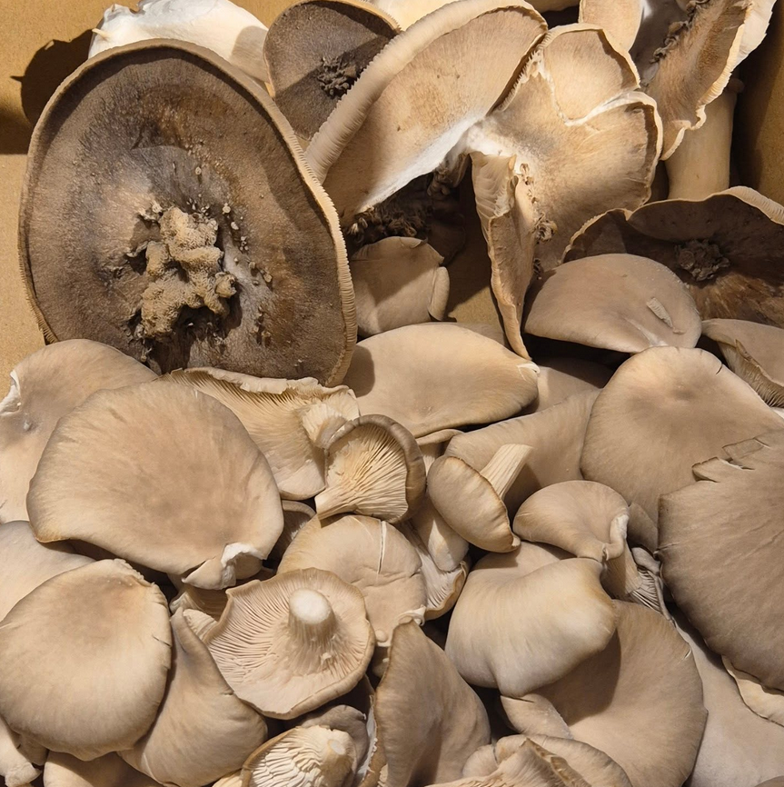 Pilze frisch eingetroffen!