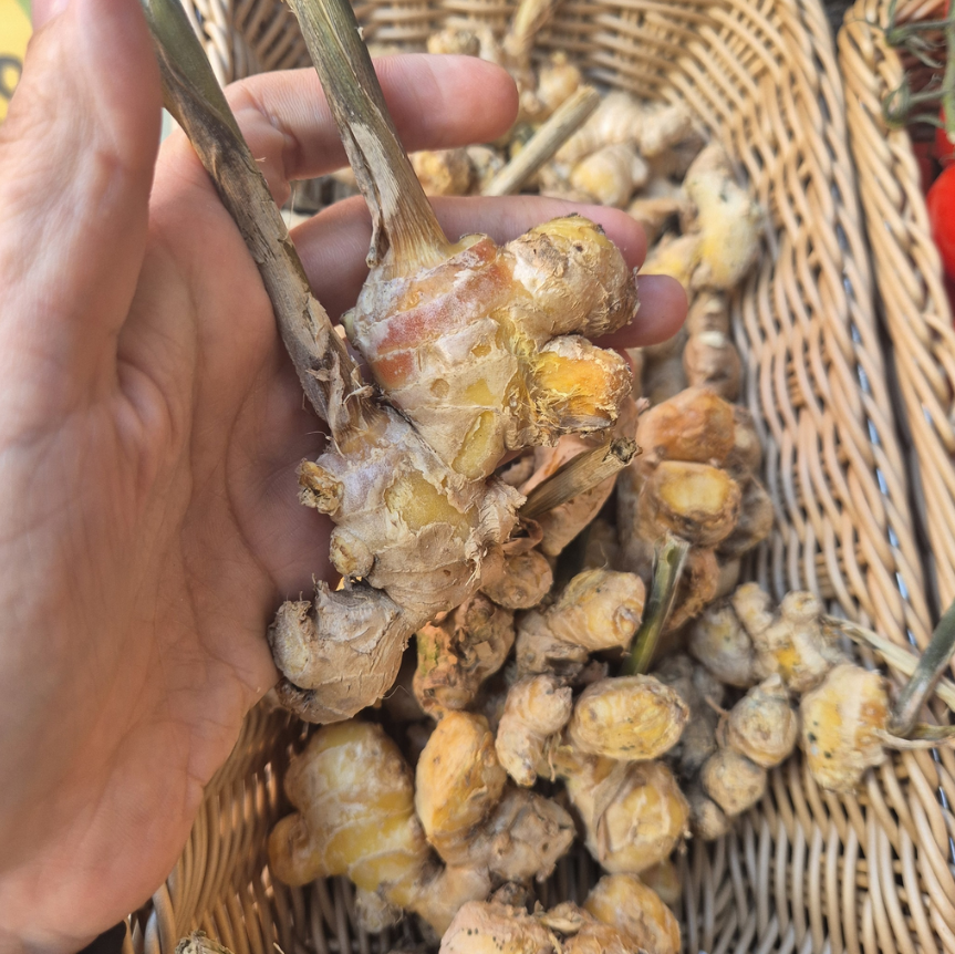 Ingwer aus der Steiermark